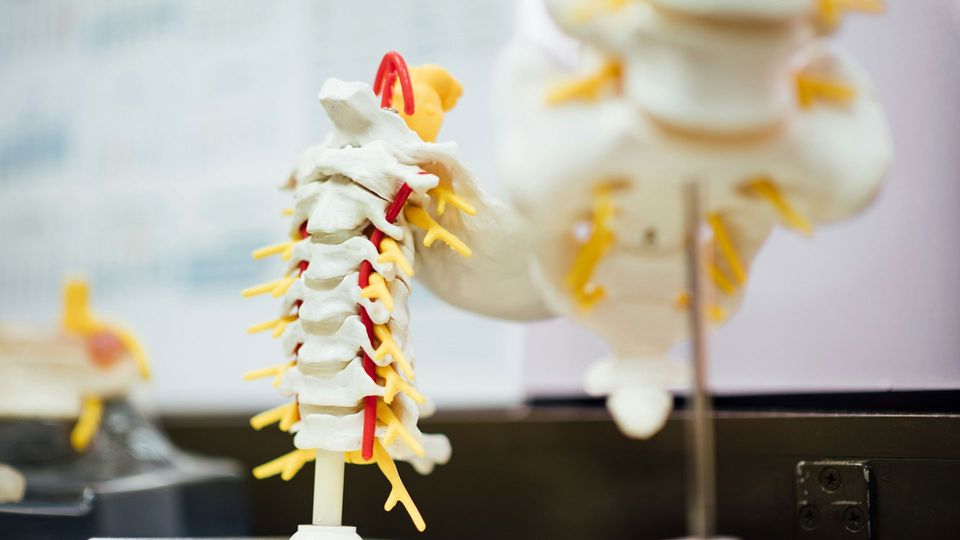 A model of a spine and spinal cord.