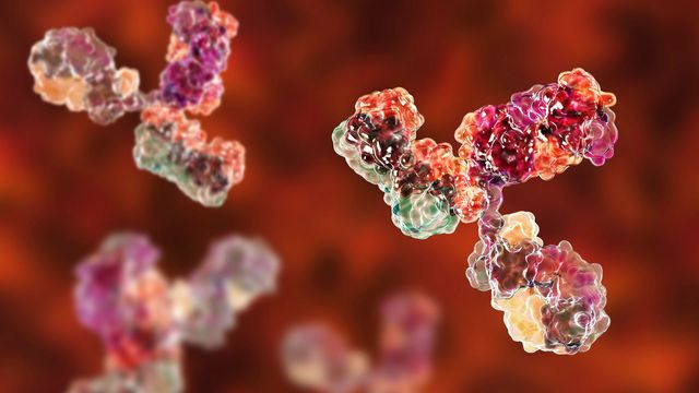 An antibody, with sections colored in yellow, orange and red. 