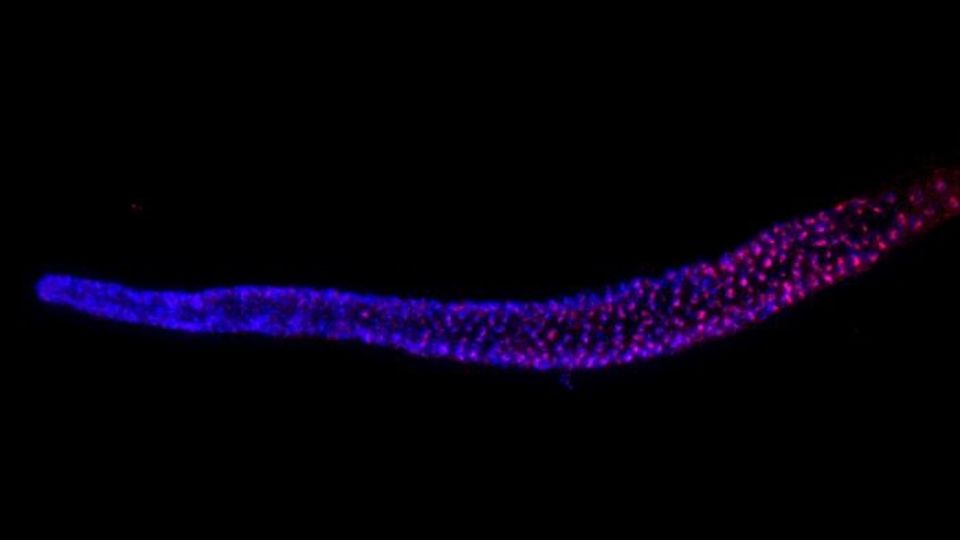 Fluorescent image showing terc-1 RNA (red) in C. elegans germline nuclei (blue) via intron hitchhiking.