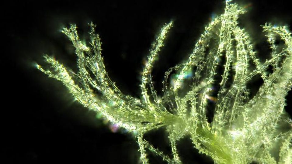 Illuminated stigma hairs from the pistil of a wheat floret.