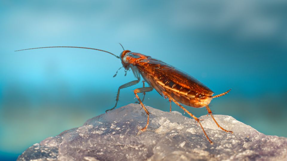A cockroach standing on a gray rock, facing away from the camera, in front of a very blurry blue background.