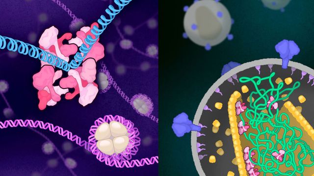On the left is integrase in its “intasome” structure of four identical four-part complexes (pink) that connect to create one 16-part complex that locks around viral DNA (blue). On the right is integrase in its simpler four-part complex (pink), as it interacts with viral RNA (green) inside an HIV capsid. 