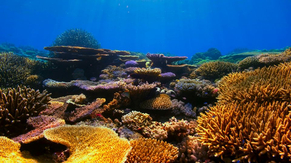 A colorful underwater coral reef, featuring bright orange, green and purple corals.