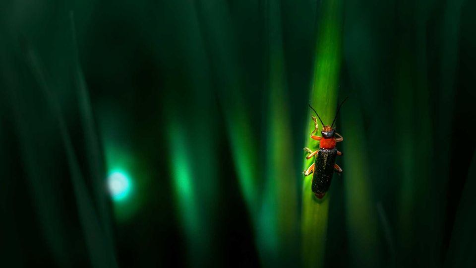Firefly sitting on a vertical blade of grass, surrounded by blurred foliage and a glowing firefly in the background, out of focus.
