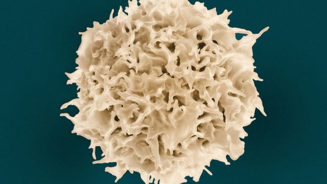 High-resolution microscopic image of a human T cell, crucial for immune system defense. 