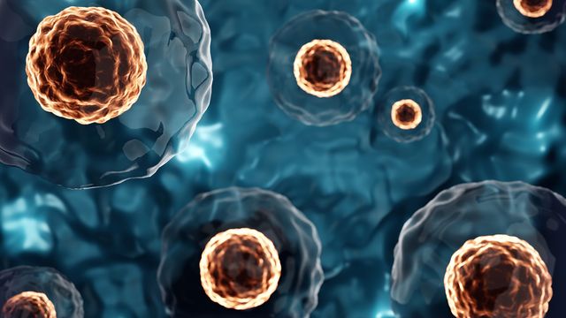 Close-up of floating cells with orange nuclei against a dark blue/black background. 