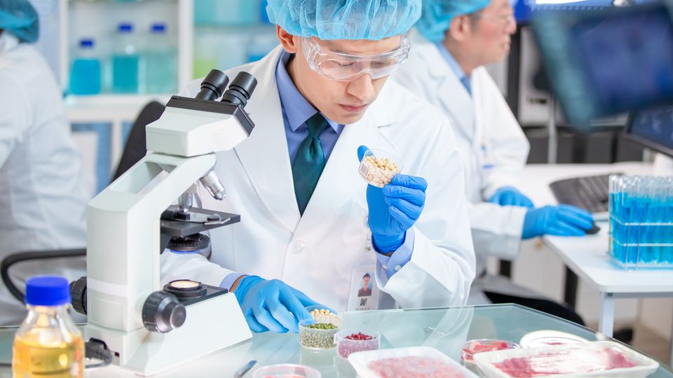 Scientist examining food samples in a lab for quality control and food analysis research.