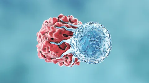 3D illustration of an immune cell interacting with a target cell, representing autoimmune and inflammatory disease research