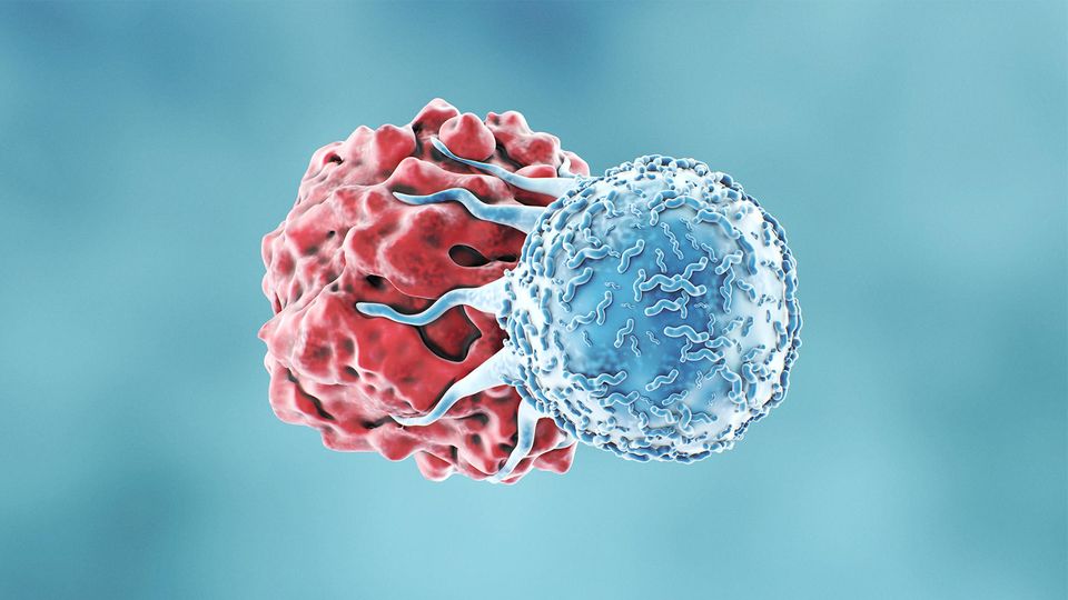 3D illustration of an immune cell interacting with a target cell, representing autoimmune and inflammatory disease research