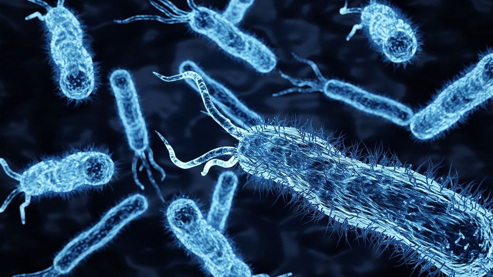 3D illustration of rod-shaped bacteria with flagella, representing bacterial structure and movement.