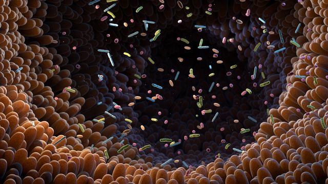 3D illustration of diverse microbes inside the intestinal lining, representing the human microbiome. 