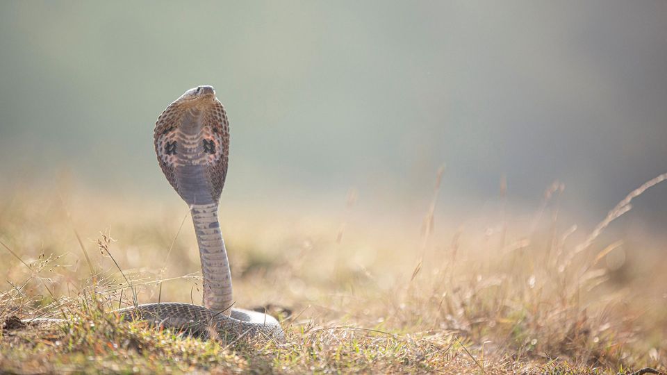 A cobra in the grass.