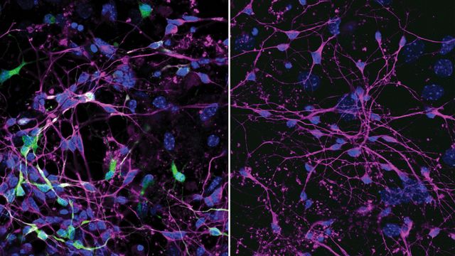 Antiviral Approach Uses Decoys To Block Lethal Viruses