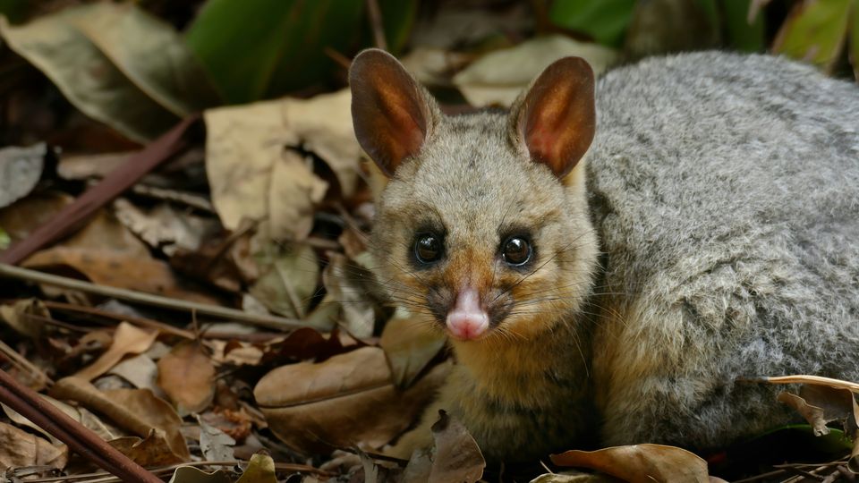 An Australian possum, crouched among dark brown leaves.