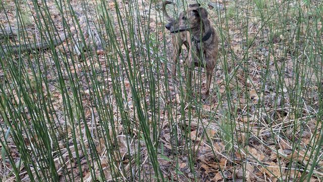 Horsetail along the Rio Grande in Albuquerque, New Mexico with researcher's dog Coco as perspective.  