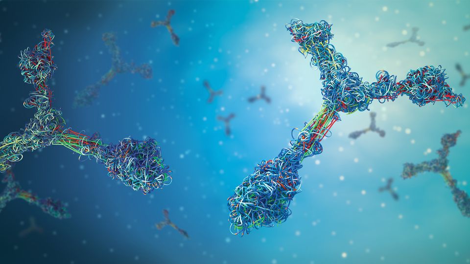 3D illustration of antibodies, central to immune responses in both cancer and allergy research.