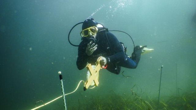 Diver measuring Zostera pacifica eelgrass beds underwater in San Diego. 
