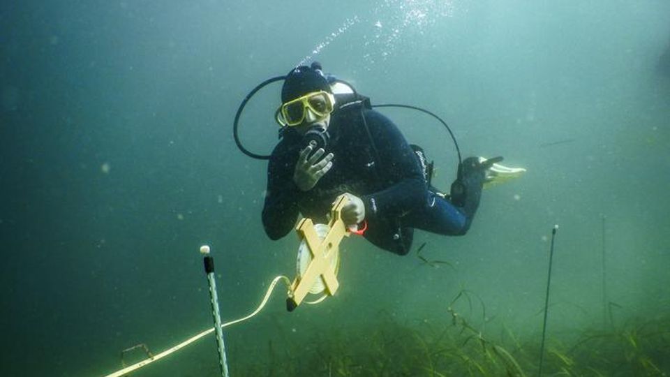 Diver measuring Zostera pacifica eelgrass beds underwater in San Diego.