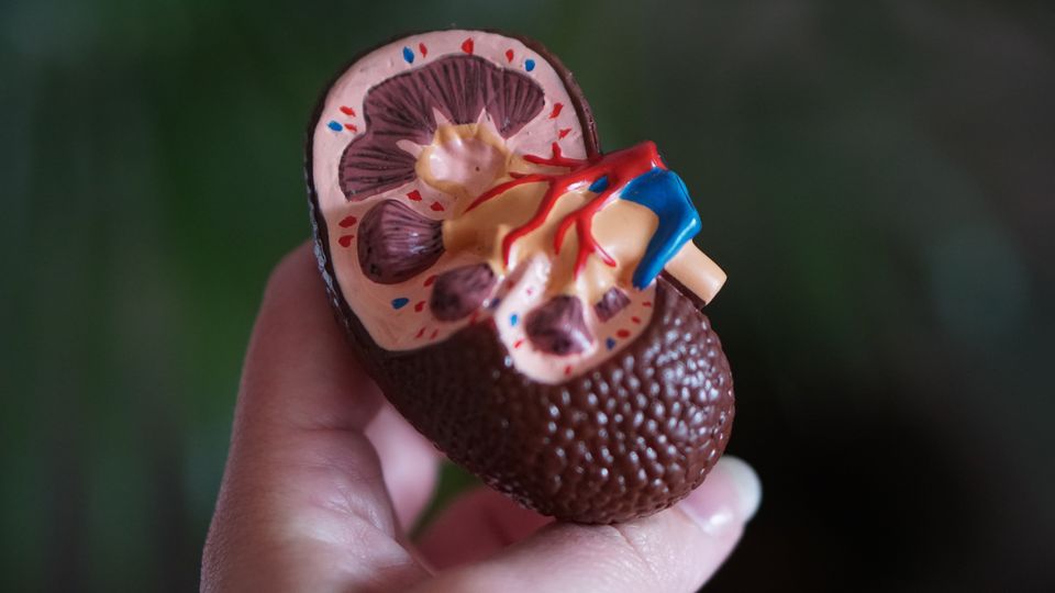 Hand holding a kidney anatomy model, representing kidney RNA research and molecular studies.