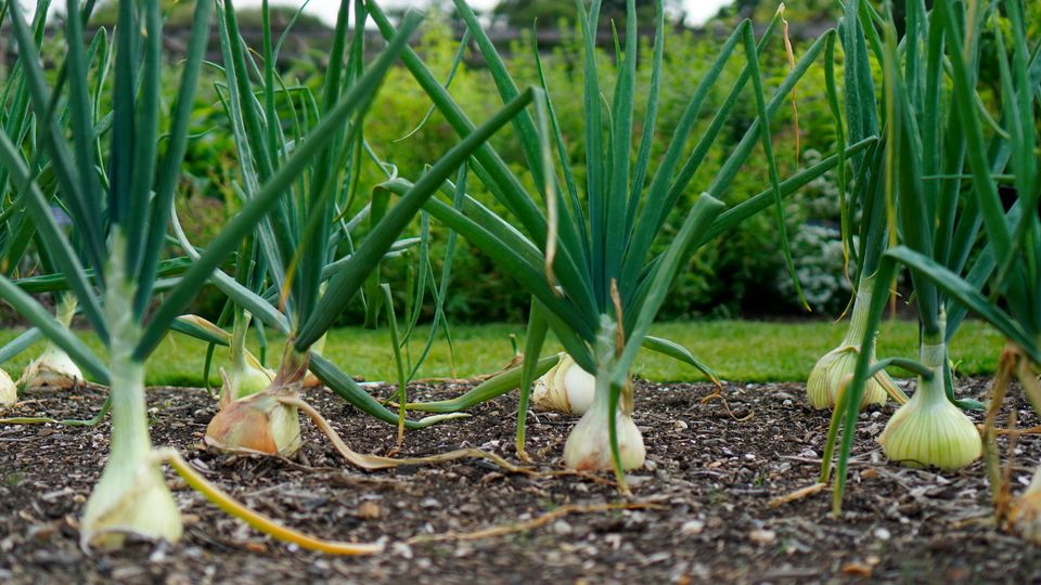 A crop of brown onions growing in soil.