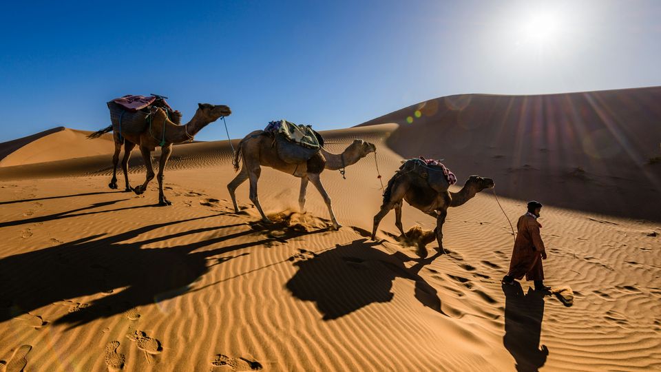 A man leads three camels down a sand dune in the Sahara Desert, Morocco.
