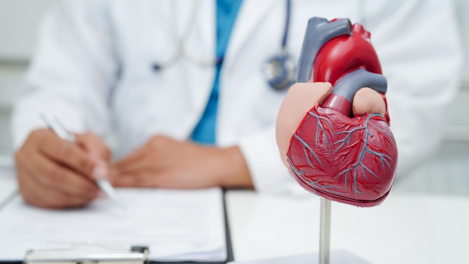 Doctor writing beside anatomical heart model, representing medical focus on heart health.
