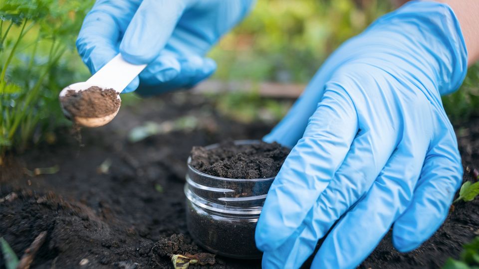 Scientist sampling soil to study dormant microbes.