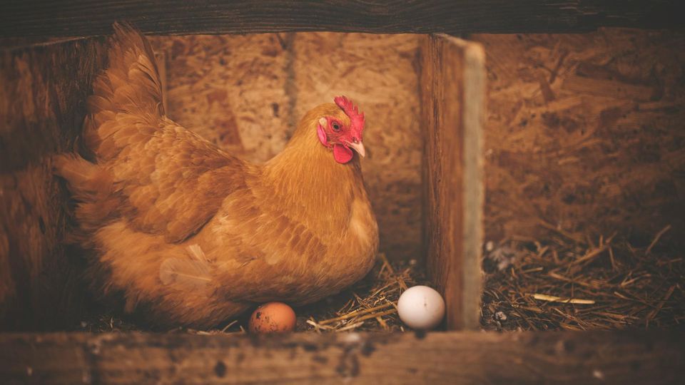 Hen sitting in a nesting box with brown and white eggs, a potential source of Salmonella.
