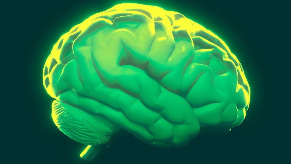 Close up view of a model of the human brain, illuminated from above.