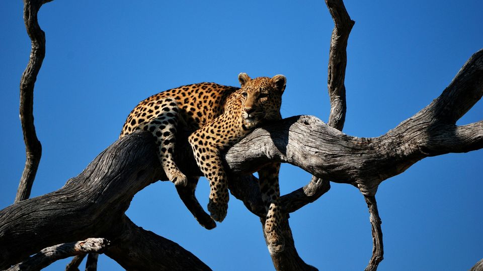 A leopard lying along a tree branch on a sunny day.
