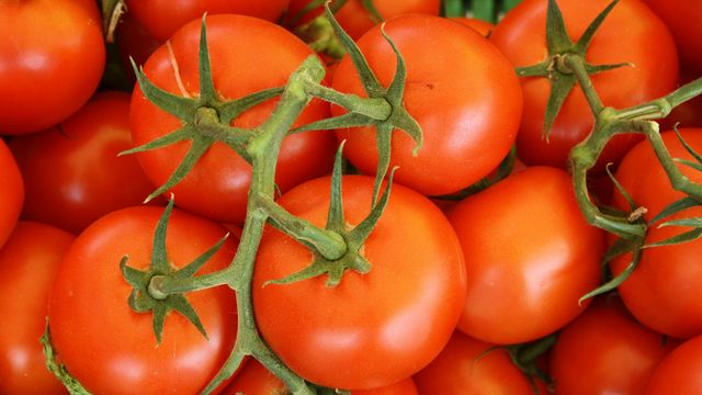 A top-down photo of many vine tomatoes. 