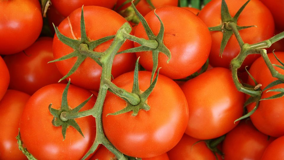 A top-down photo of many vine tomatoes.