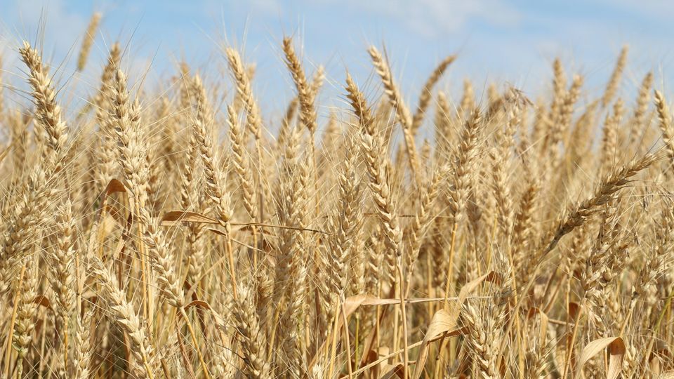 A barley field.