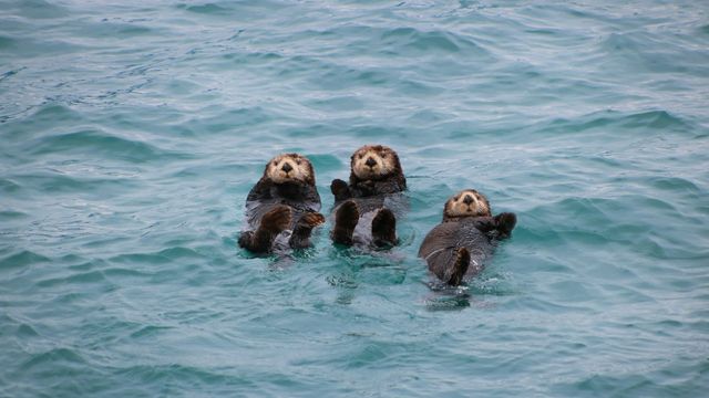 Three sea otters swimming on their backs, looking towards the camera. 
