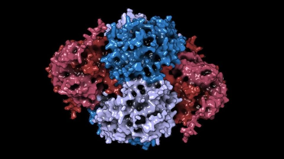 Alphafold interaction prediction between NUDT5 dimers (red) and PPAT tetramer (blue).