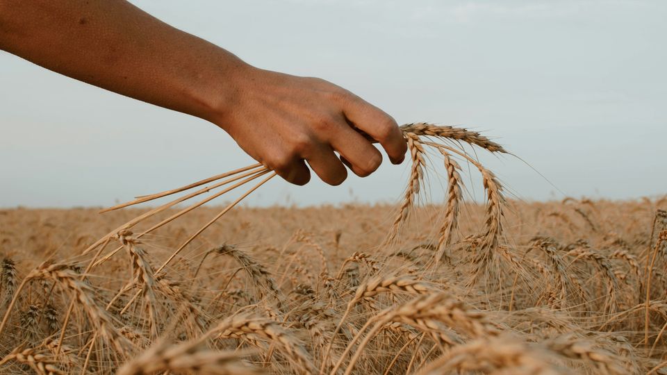 A field of wheat, with a person's hand in the top half of the photograph. In the hand, they are holding several pieces of wheat.