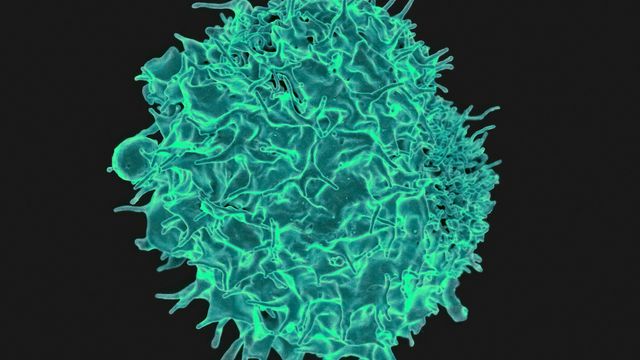 High-resolution microscopic image of a T cell with surface protrusions, essential for immune response. 