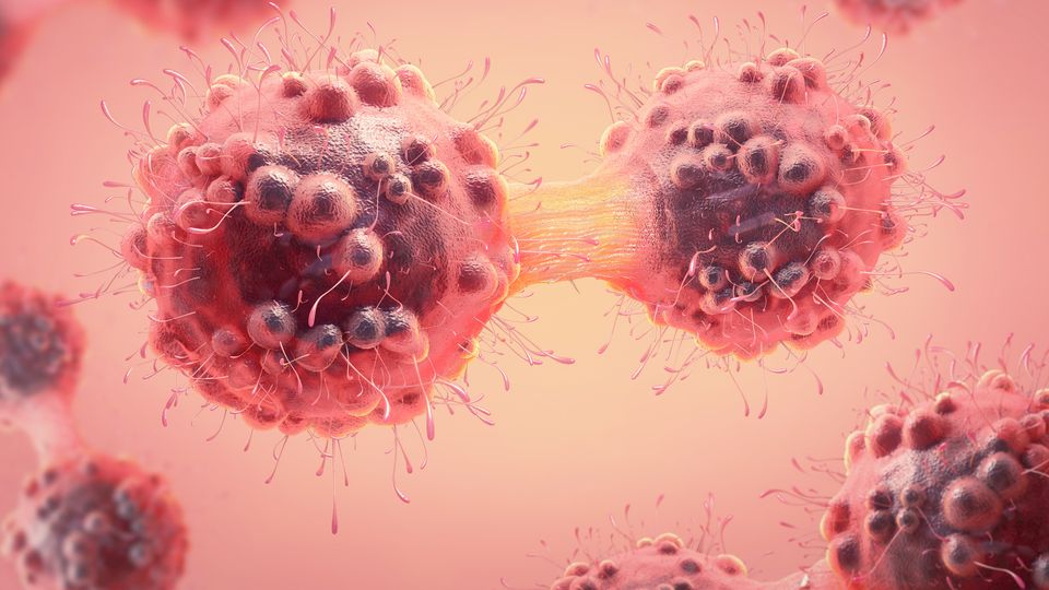 3D rendering of dividing cancer cells, illustrating the role of p53 in tumor suppression.