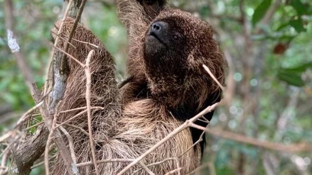 What the Genomes of Maned Sloths Reveal About Survival and Inbreeding – Technology Networks