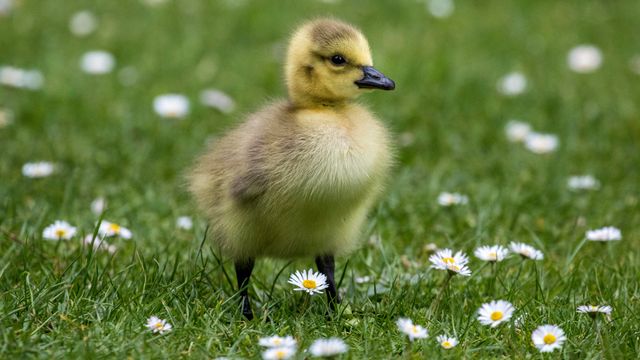 A small yellow and brown duckling standing in a field of daisy flowers. 