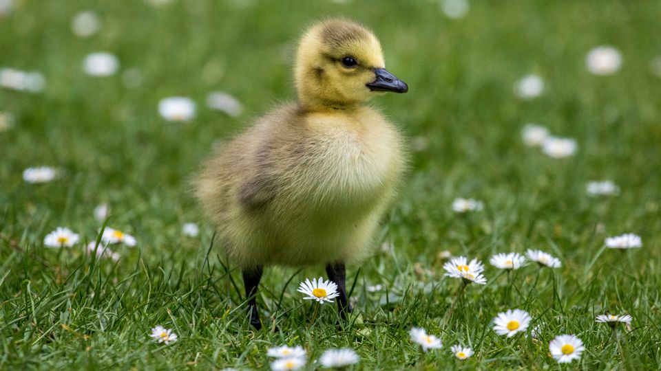 A small yellow and brown duckling standing in a field of daisy flowers.