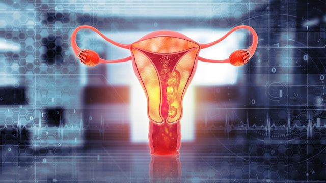 Illustration of female human reproductive tract. 