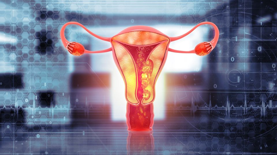 Illustration of female human reproductive tract.