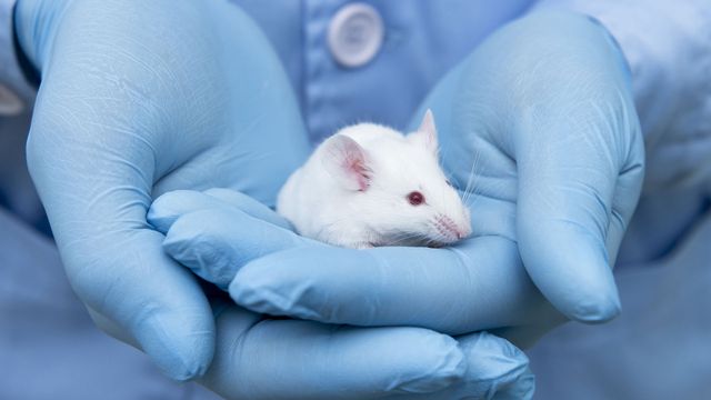 White mouse in individuals hands who is wearing blue gloves. 