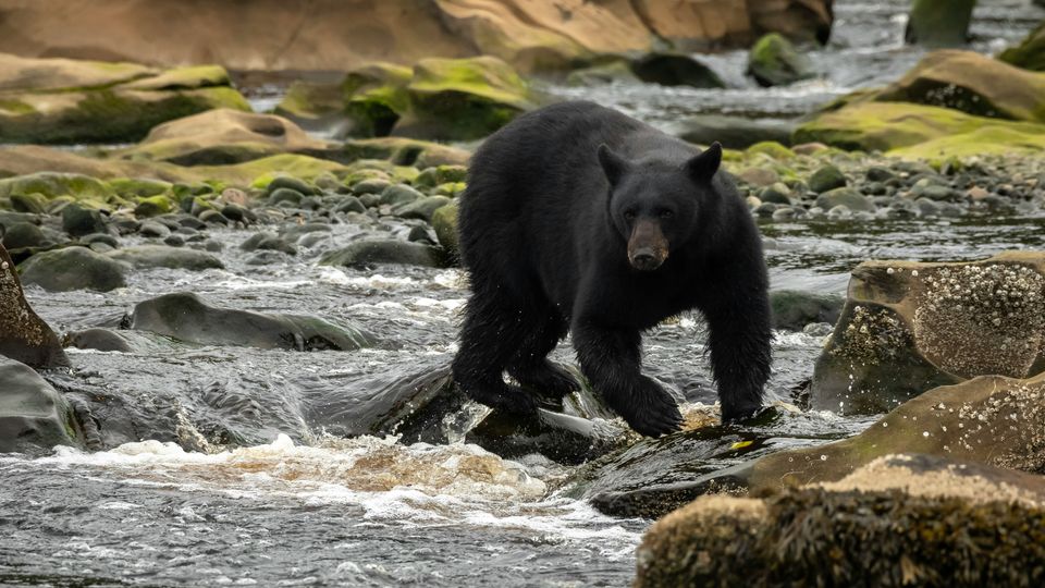A black bear crossing a shallow river, looking up and staring near the camera.