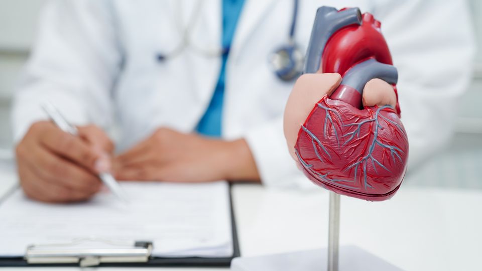 Close-up of a 3D model of the human heart. Behind, a doctor can be seen sitting at a desk writing on a clipboard.