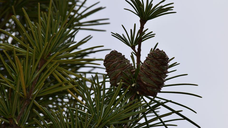Two pinecones on a branch of a Japanese umbrella-pine plant.