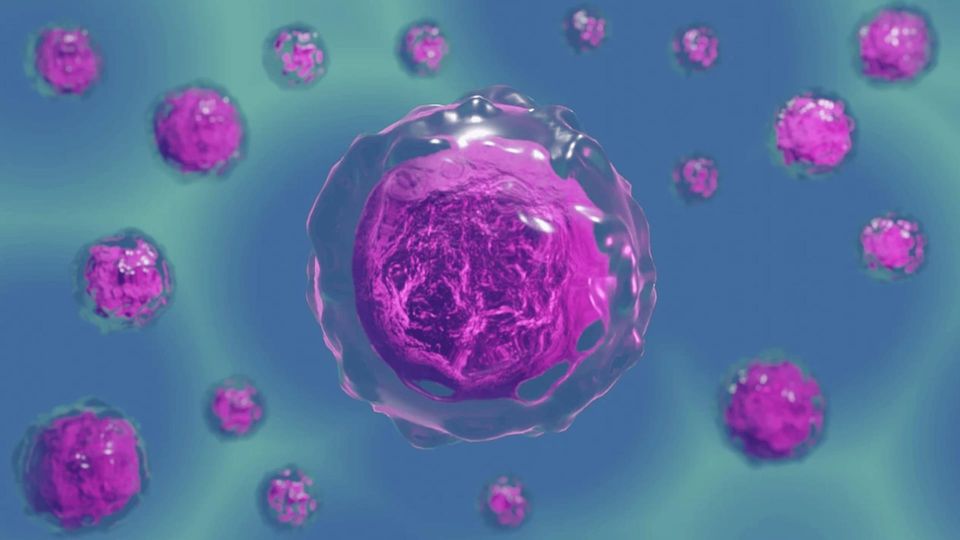 3D illustration of purple cells highlighting internal structures, representing research on how cells determine and control their movement.