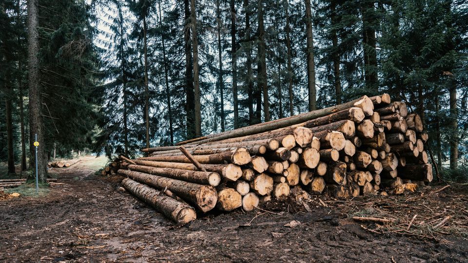A pile of long, thin, felled trees in a forest.