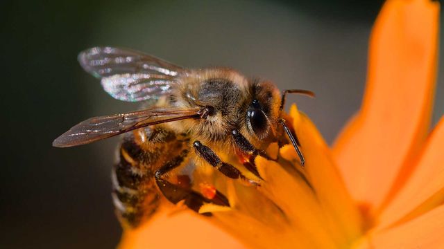 Close up of a honeybee on an orange flower  